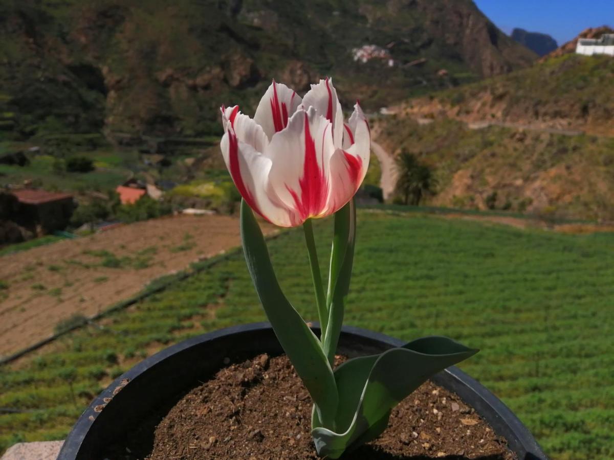 Casa Rural La Solana Villa Tejeda  Dış mekan fotoğraf